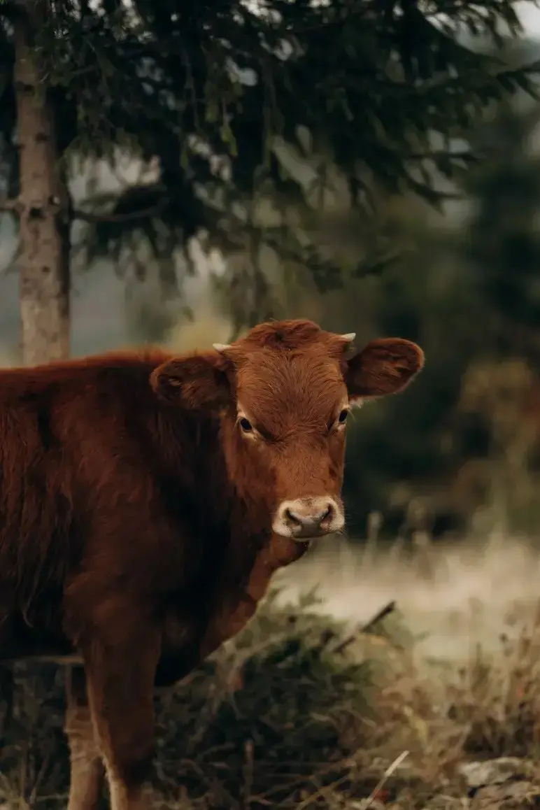 Уліс — фото 5